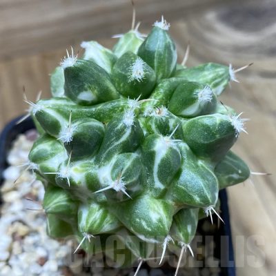 SH8890 Mammillaria magnimamma f. variegata