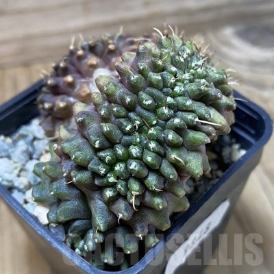 SH9848 Gymnocalycium mihanovichii ‘Transformer’ f. cristata