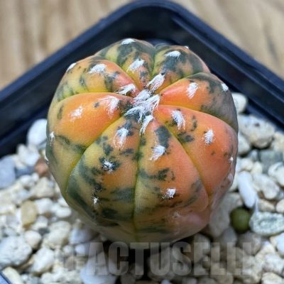 SH3745 Astrophytum asterias ‘Purple Skin Red’ f. variegata