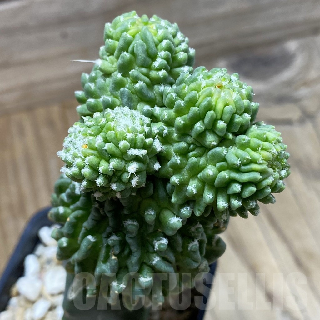 SH2220 Echinofossulocactus 'inermis', grafted