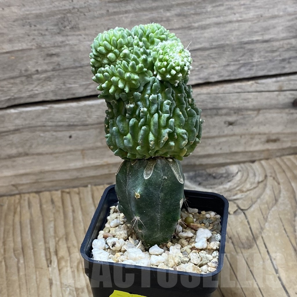 SH2220 Echinofossulocactus 'inermis', grafted - Image 2