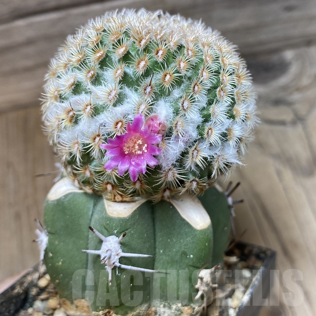 SH6300 Mammillaria huitzilopochtli, grafted - Image 2