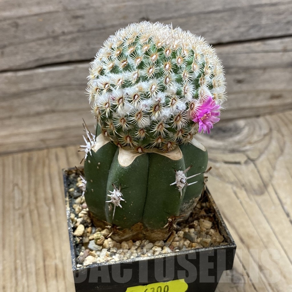 SH6300 Mammillaria huitzilopochtli, grafted - Image 3