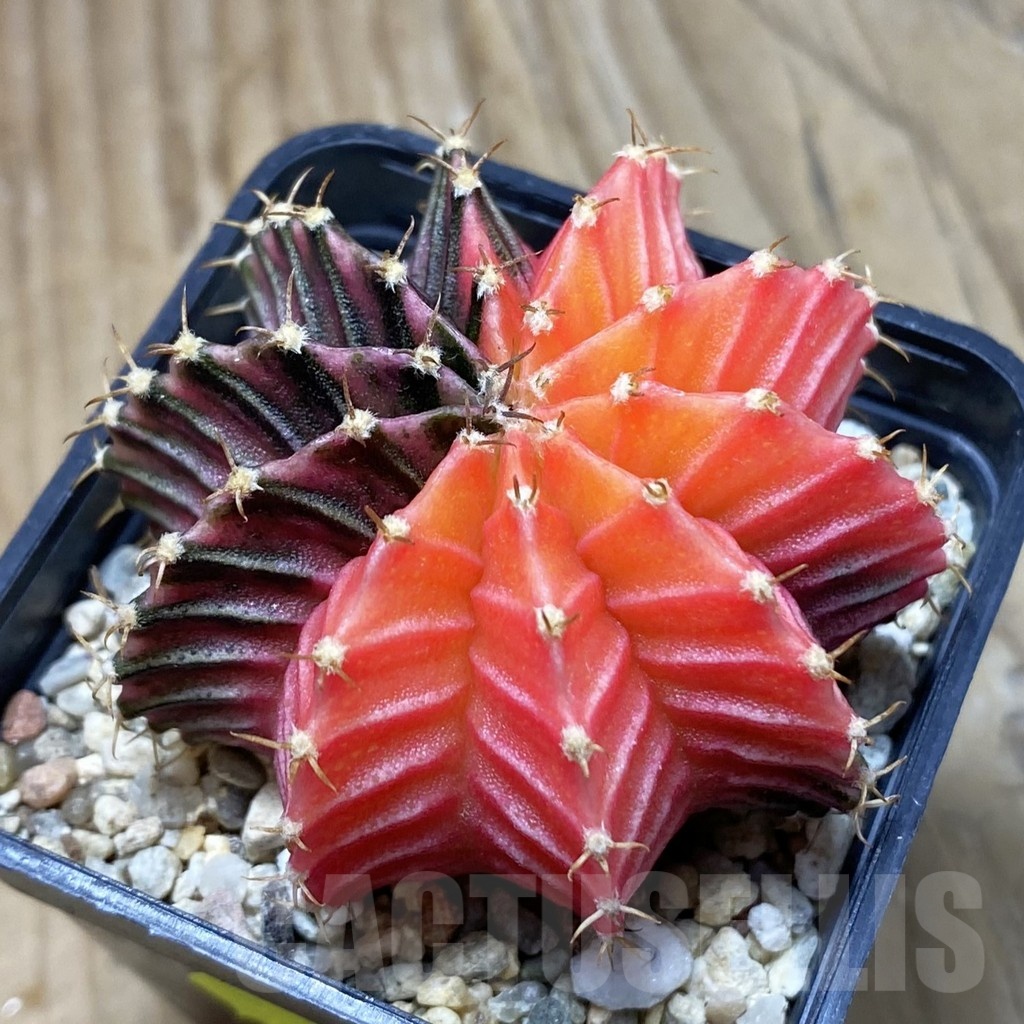 SH4112 Gymnocalycium friedrichii f. variegata, seedling