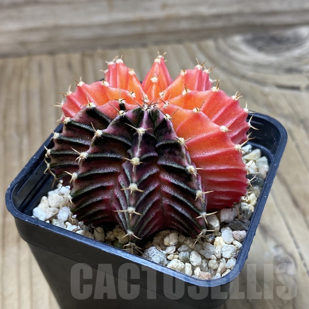 SH4112 Gymnocalycium friedrichii f. variegata, seedling - Image 2