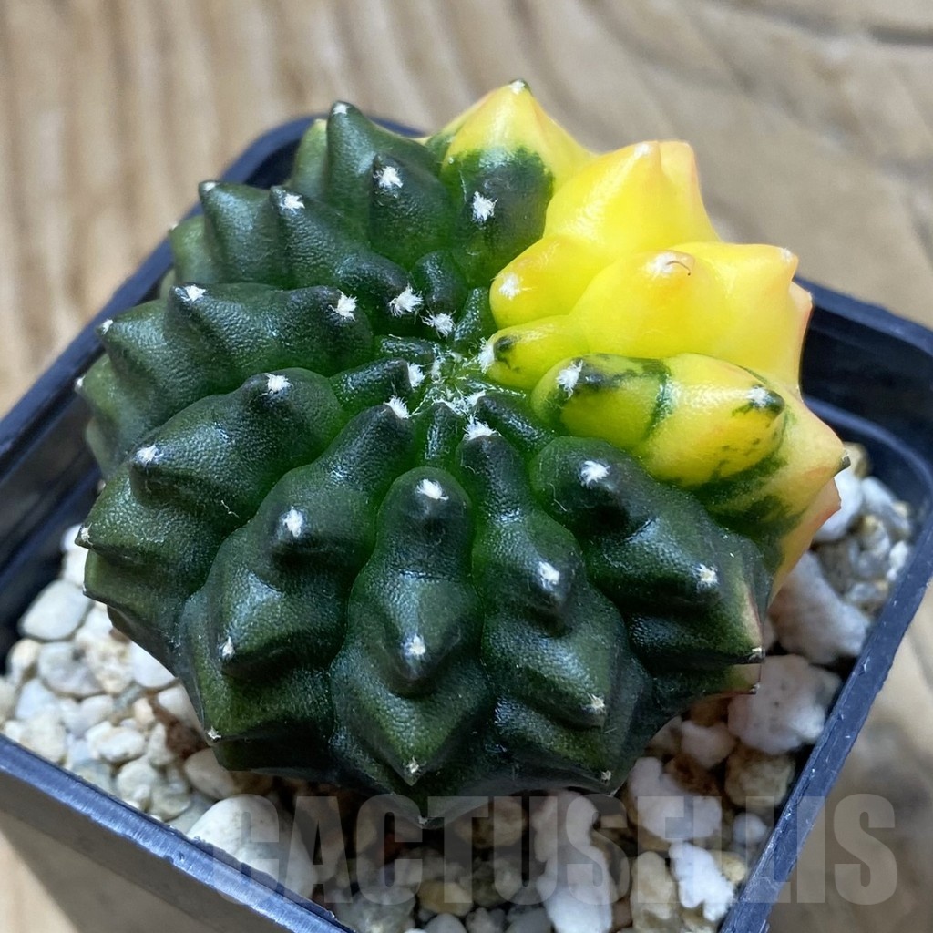 SH2651 Gymnocalycium mihanovichii ‘inermis’ f. variegata, seedling
