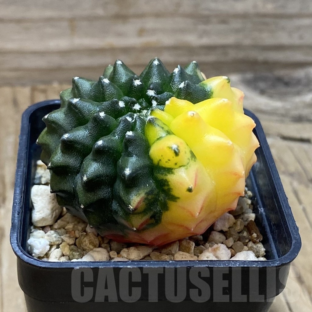 SH2651 Gymnocalycium mihanovichii ‘inermis’ f. variegata, seedling - Image 2