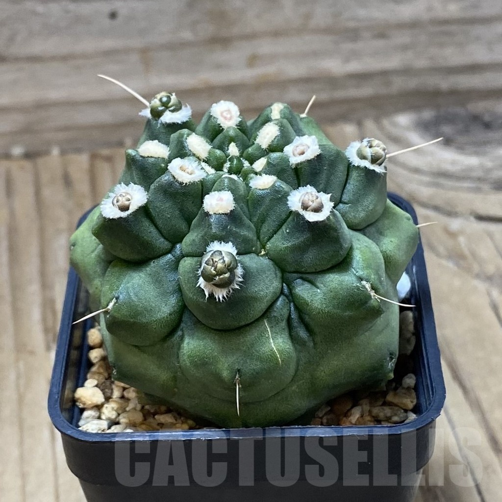 SH2963 Gymnocalycium mihanovichii ‘Transformer’ - Image 2