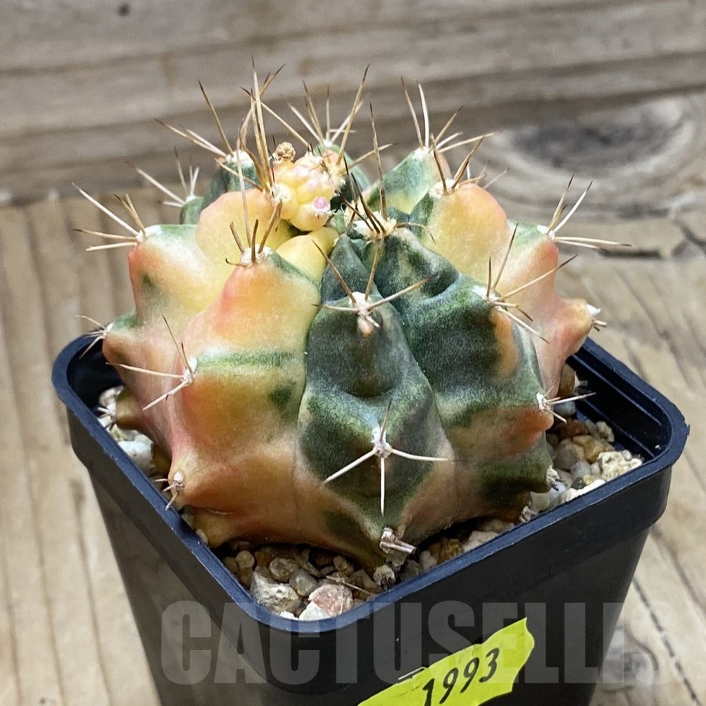 SH1993 Gymnocalycium mihanovichii 'Salika' - Image 2