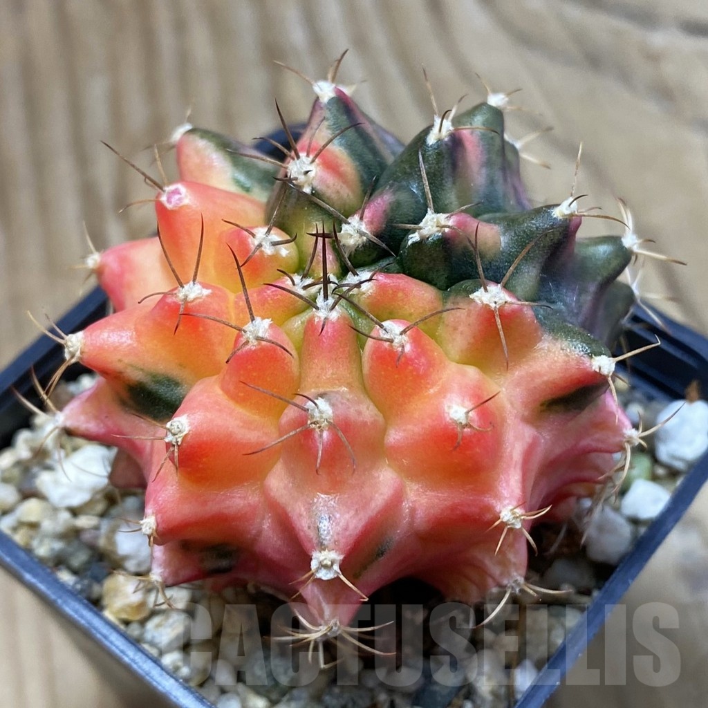 SH289 Gymnocalycium mihanovichii ‘Transformer’ f. variegata hybrid, seedling