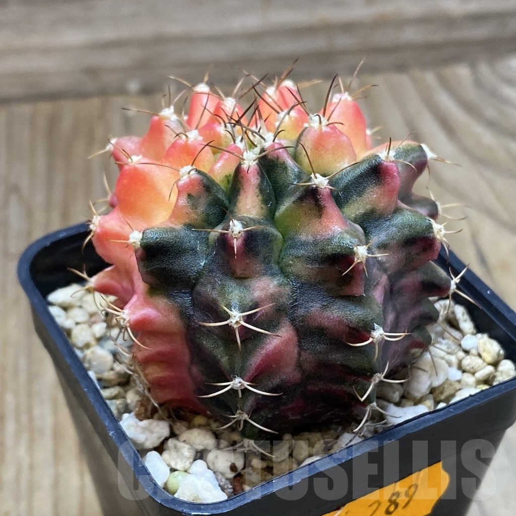 SH289 Gymnocalycium mihanovichii ‘Transformer’ f. variegata hybrid, seedling - Image 2