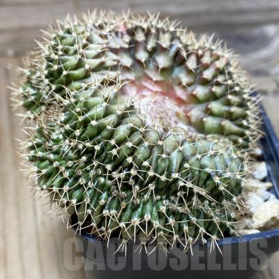 SH279 Gymnocalycium mihanovichii f. cristata