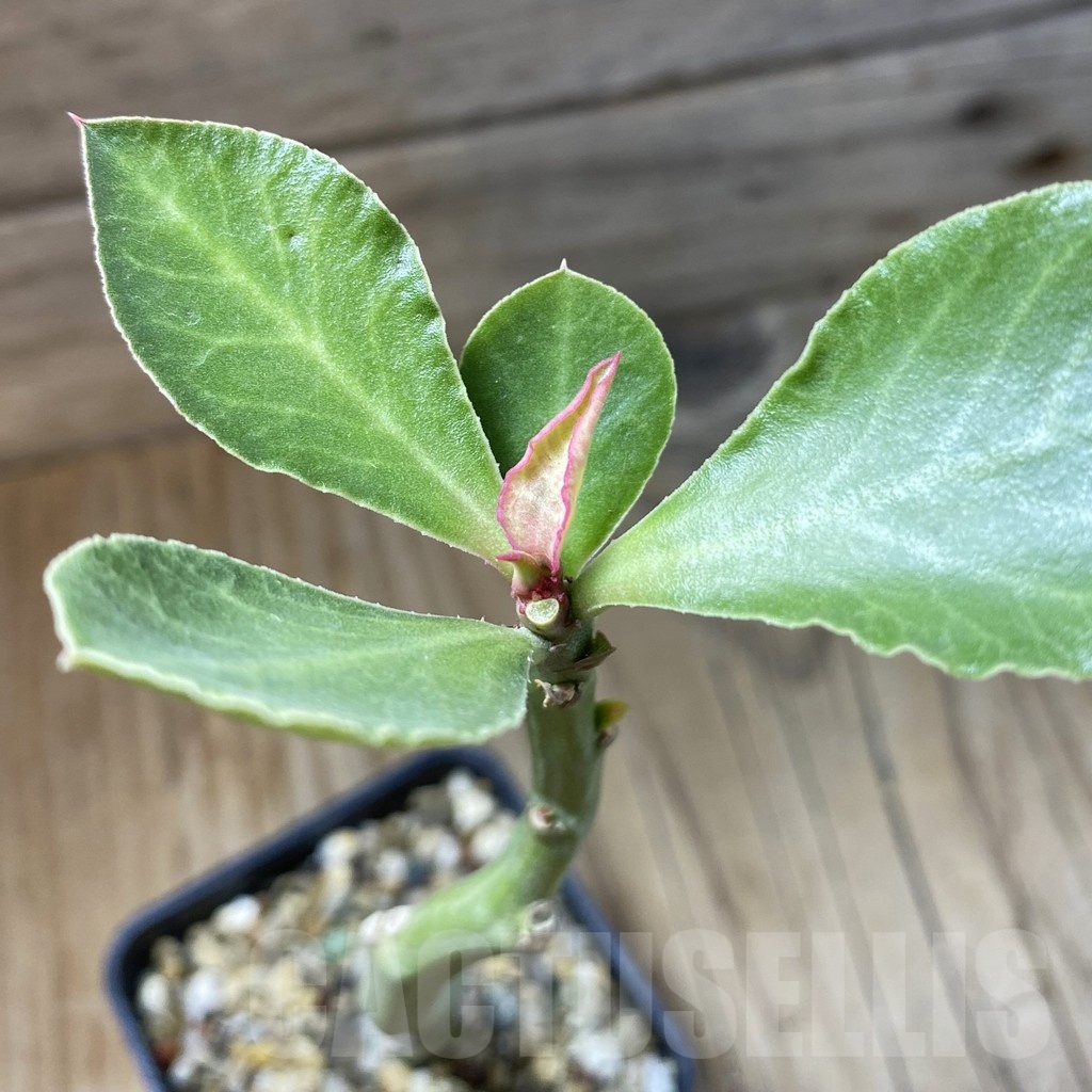 SH23223 Monadenium coccineum