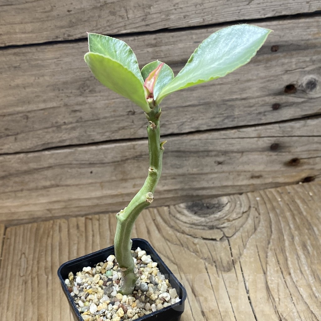 SH23223 Monadenium coccineum - Image 2