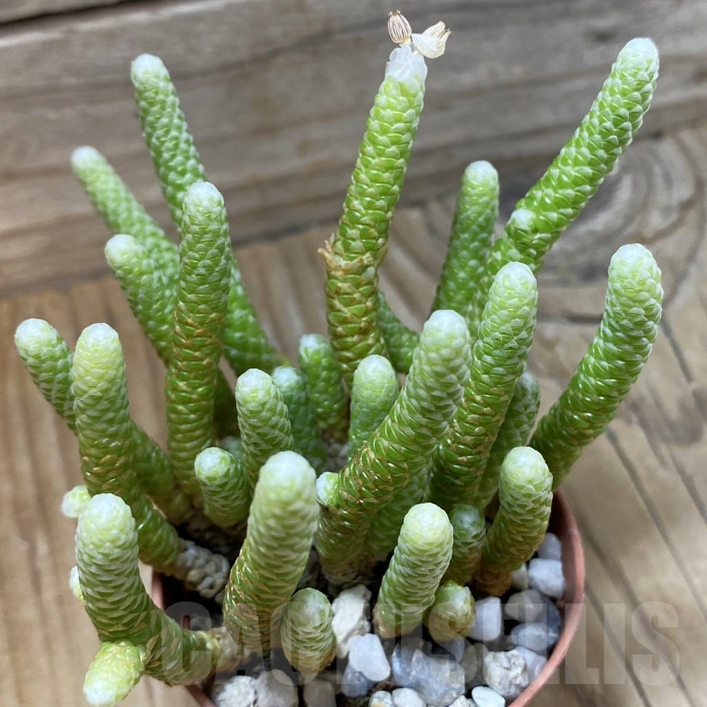 SH23227 Avonia papyracea