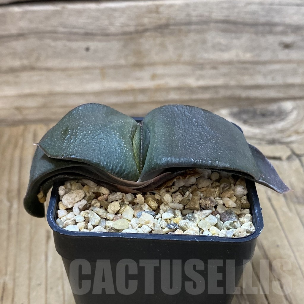 SH23231 Gasteria armstrongii - Image 2