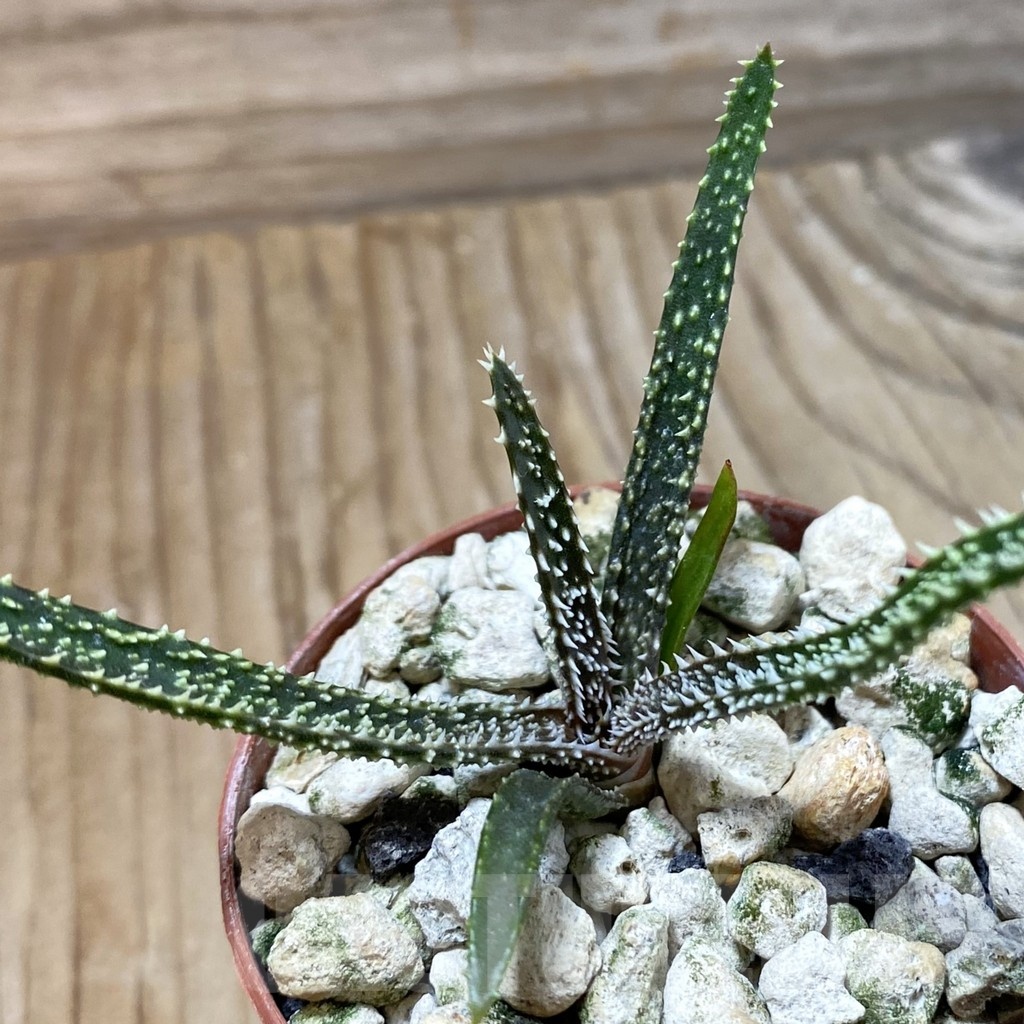 SH23232 Aloe delicatifolia