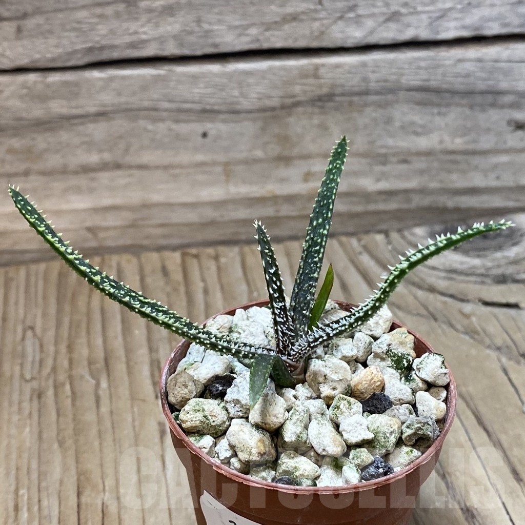 SH23232 Aloe delicatifolia - Image 2