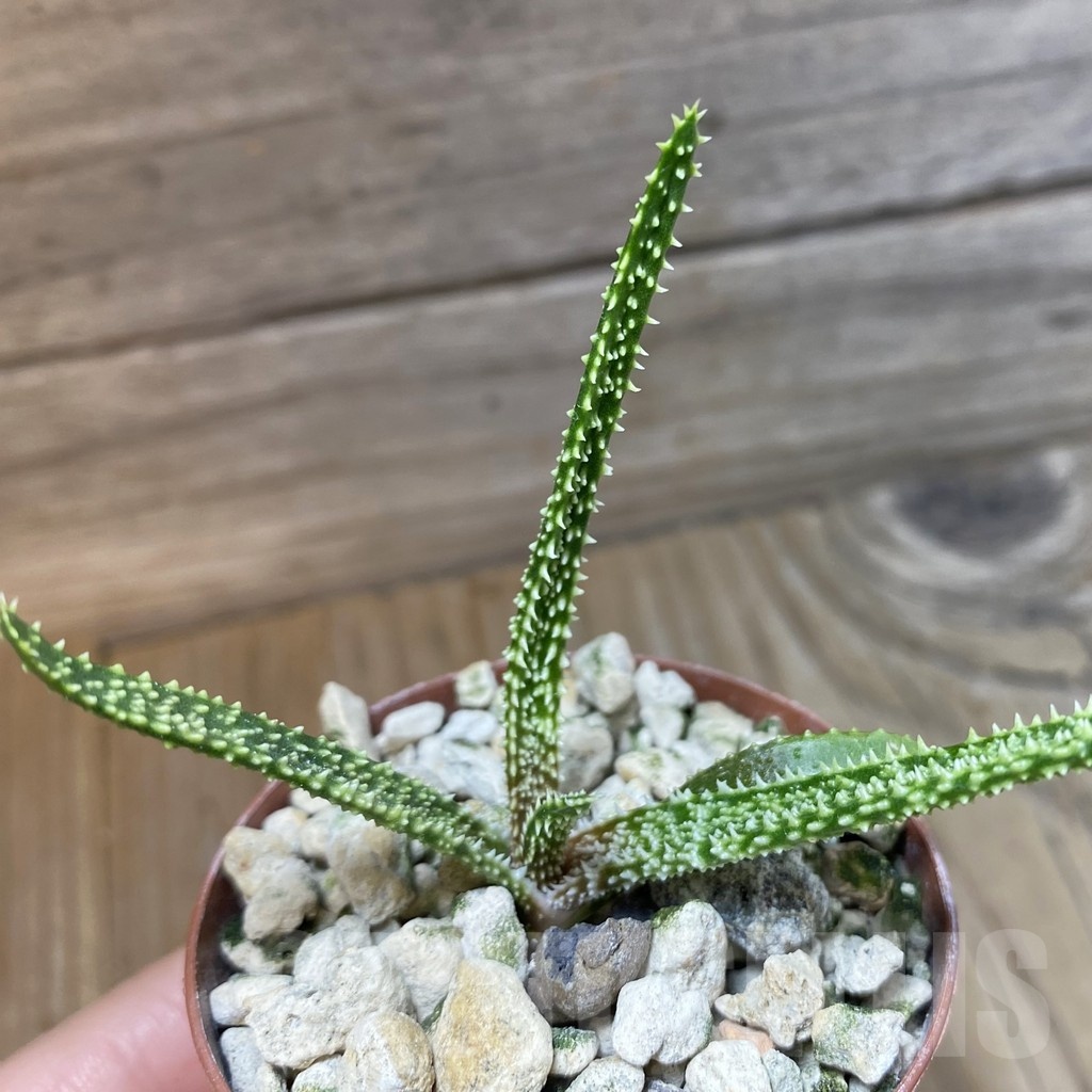SH23233 Aloe delicatifolia