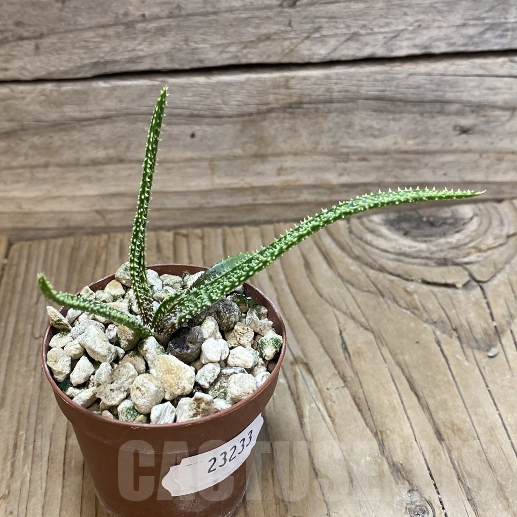 SH23233 Aloe delicatifolia - Image 2
