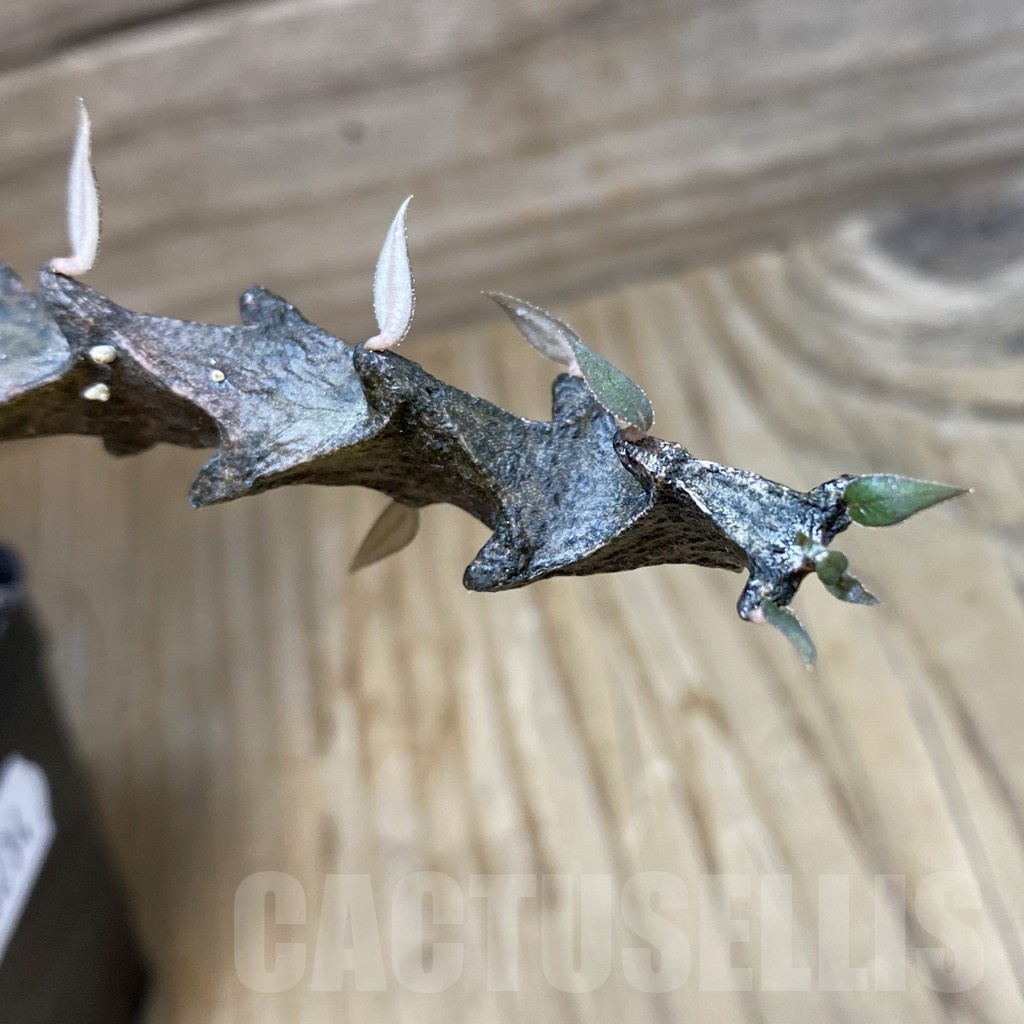 SH23234 Ceropegia bosseri
