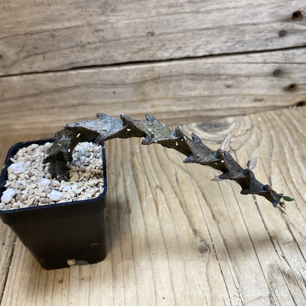 SH23234 Ceropegia bosseri - Image 2