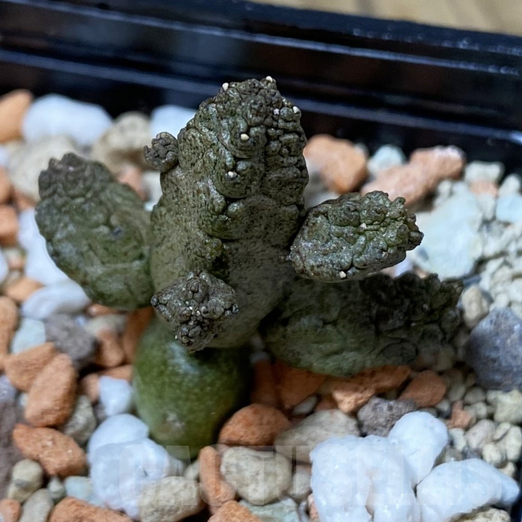 SH23193 Pseudolithos mccoyi