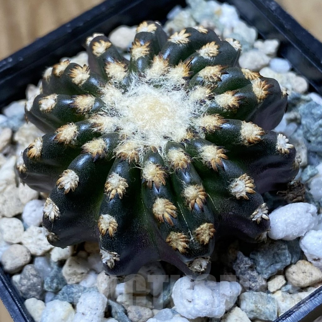 SH23238 Discocactus horstii