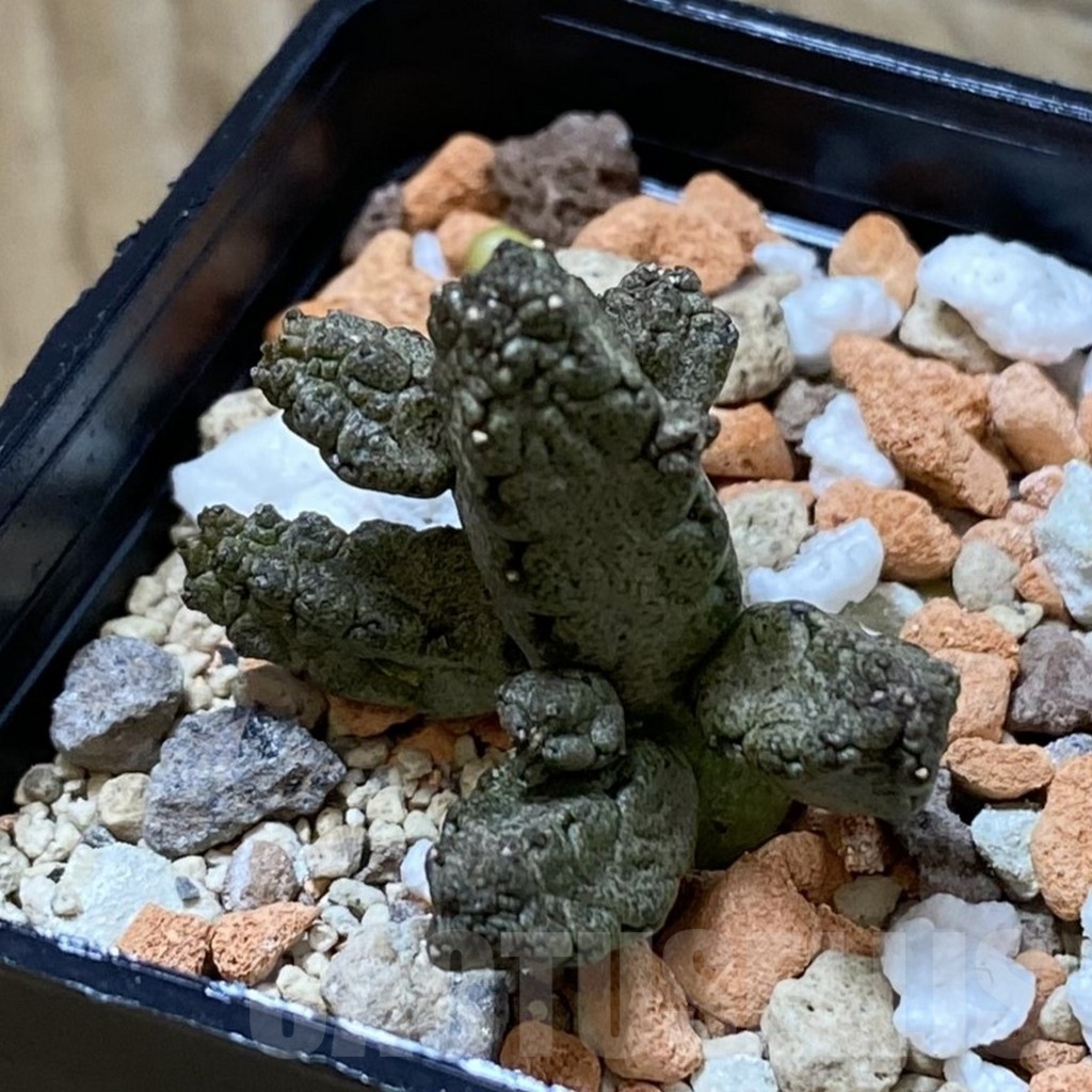 SH23193 Pseudolithos mccoyi - Image 2