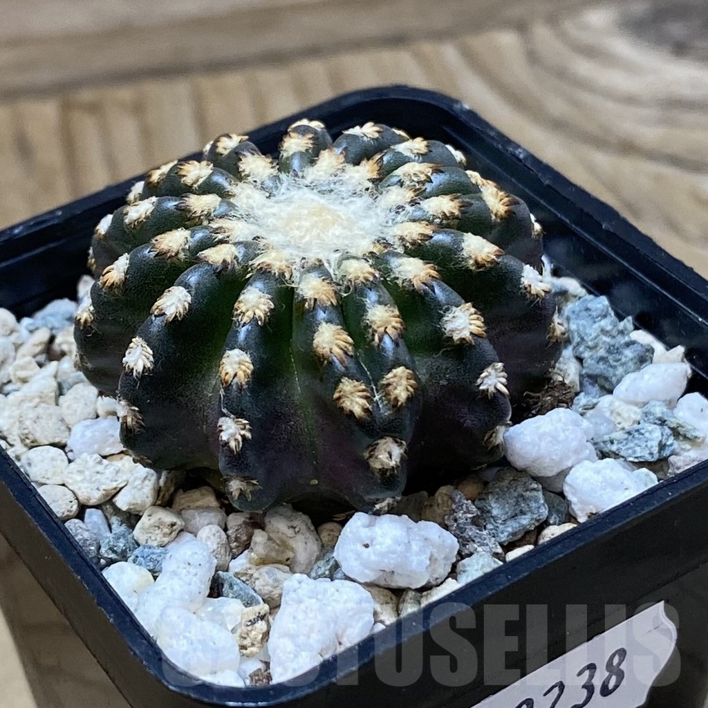 SH23238 Discocactus horstii - Image 2