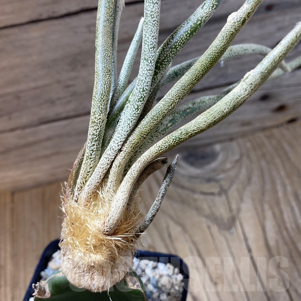 SH23241 Astrophytum caput-medusae, grafted