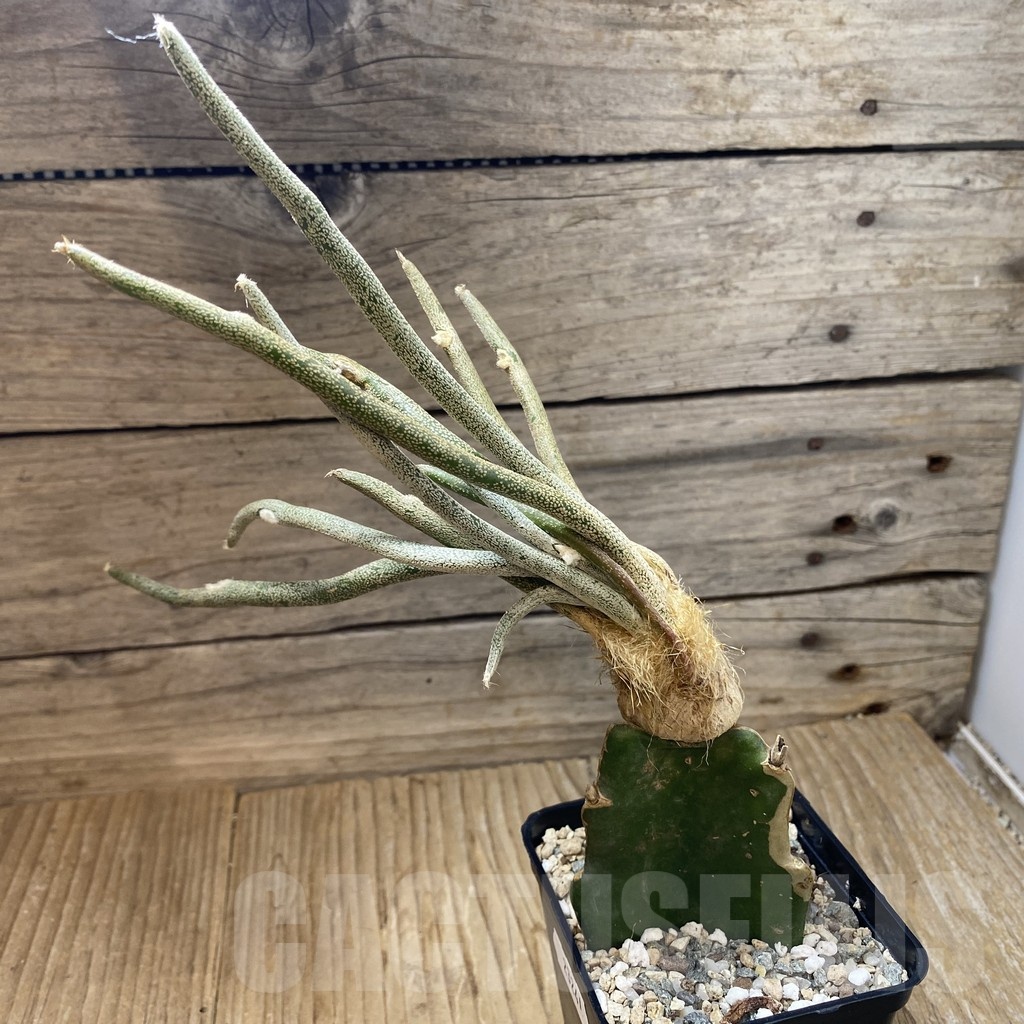 SH23241 Astrophytum caput-medusae, grafted - Image 2