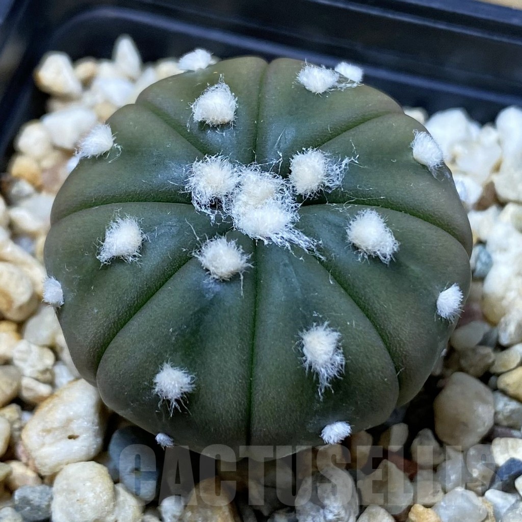 SH23242 Astrophytum asterias 'Ooibo'