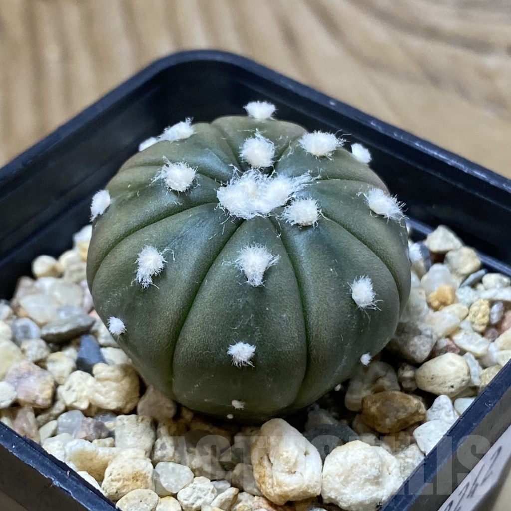 SH23242 Astrophytum asterias 'Ooibo' - Image 2