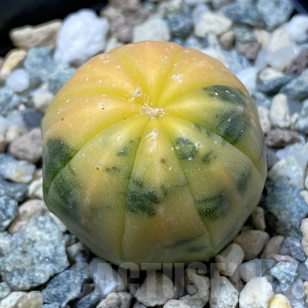 SH23243 Astrophytum asterias f. variegata