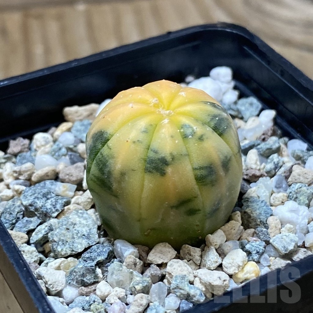 SH23243 Astrophytum asterias f. variegata - Image 2