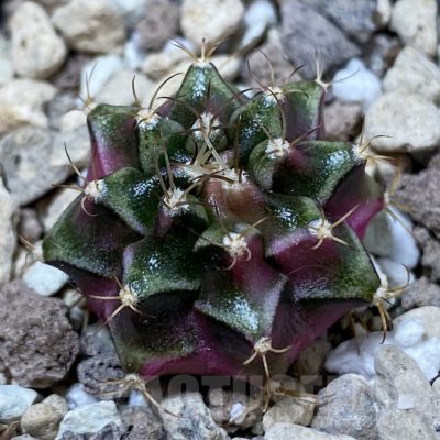 SH23249 Gymnocalycium mihanovichii ‘Bubble Gum’