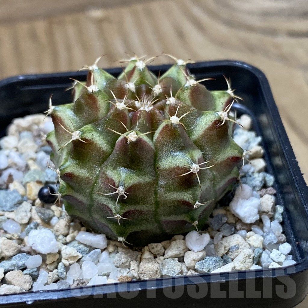 SH23253 Gymnocalycium mihanovichii ‘Neon’ hybrid, seedling - Image 2