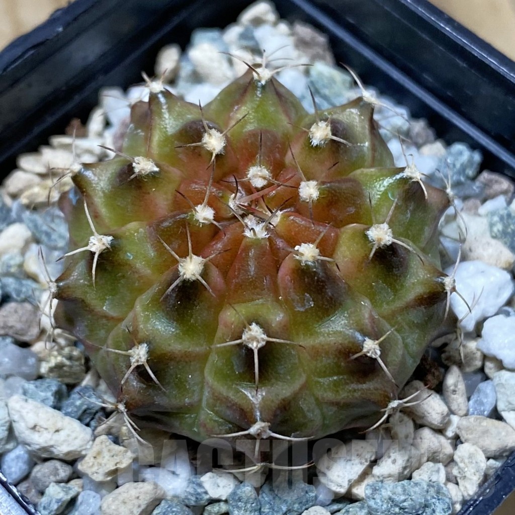 SH23254 Gymnocalycium mihanovichii ‘Neon’ hybrid, seedling