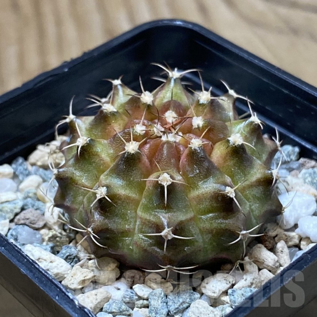 SH23254 Gymnocalycium mihanovichii ‘Neon’ hybrid, seedling - Image 2