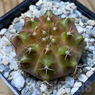 SH23255 Gymnocalycium mihanovichii ‘Neon’ hybrid, seedling
