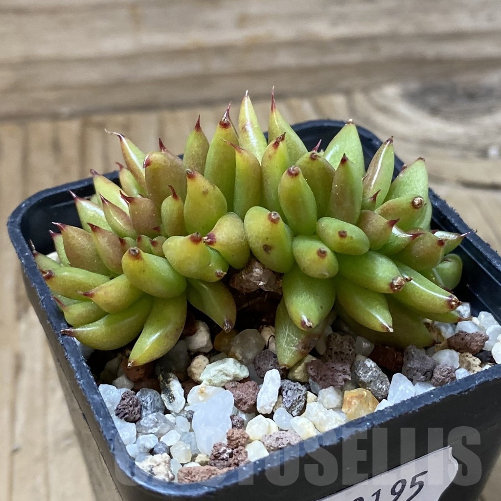 SH23195 Echeveria agavoides f. cristata - Image 2