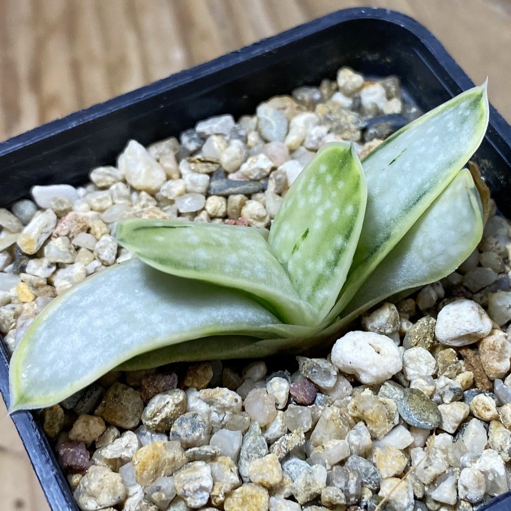 SH23197 Gasteria 'Sakura Fuji'