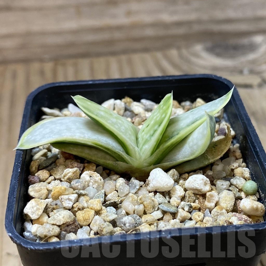 SH23197 Gasteria 'Sakura Fuji' - Image 2