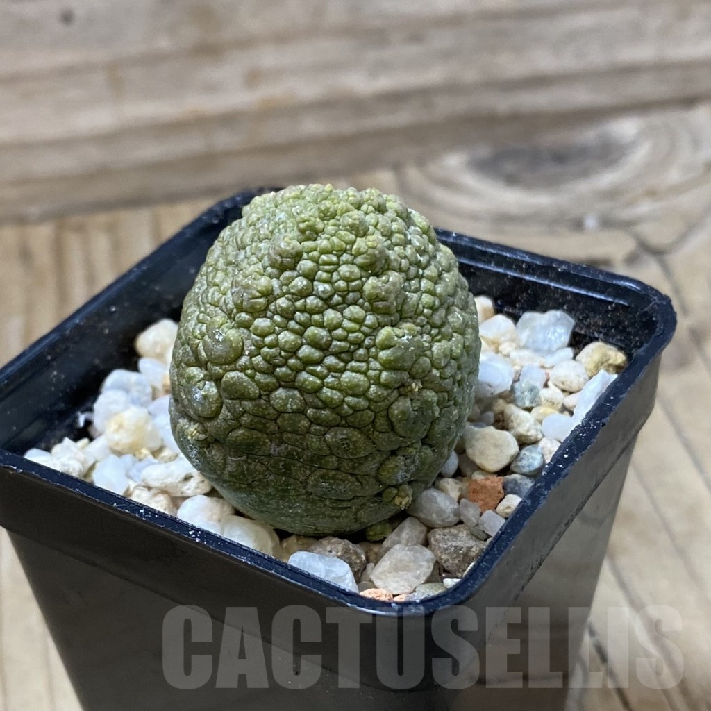SH23189 Pseudolithos migiurtinus - Image 2