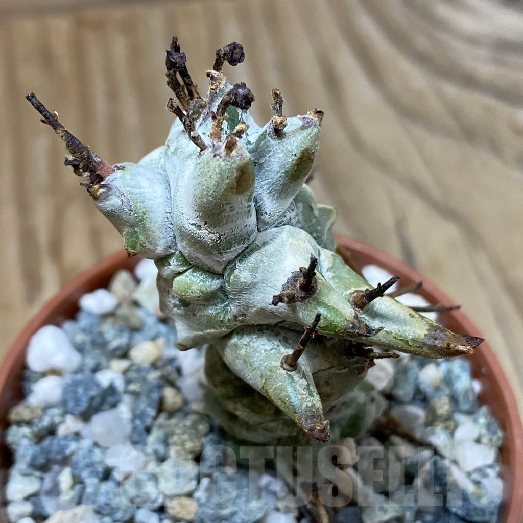 SH23200 Euphorbia horrida f. monstrosa