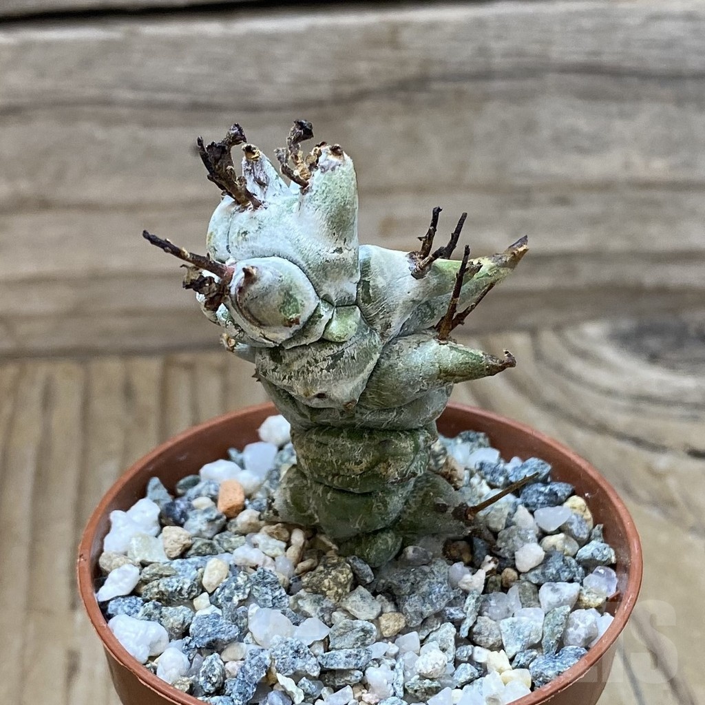 SH23200 Euphorbia horrida f. monstrosa - Image 2