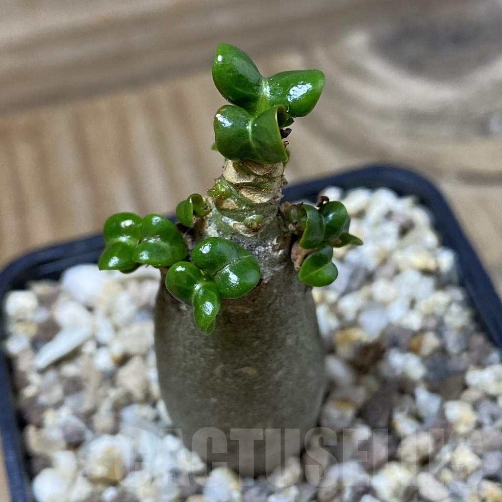 SH23203 Adenium arabicum DHA