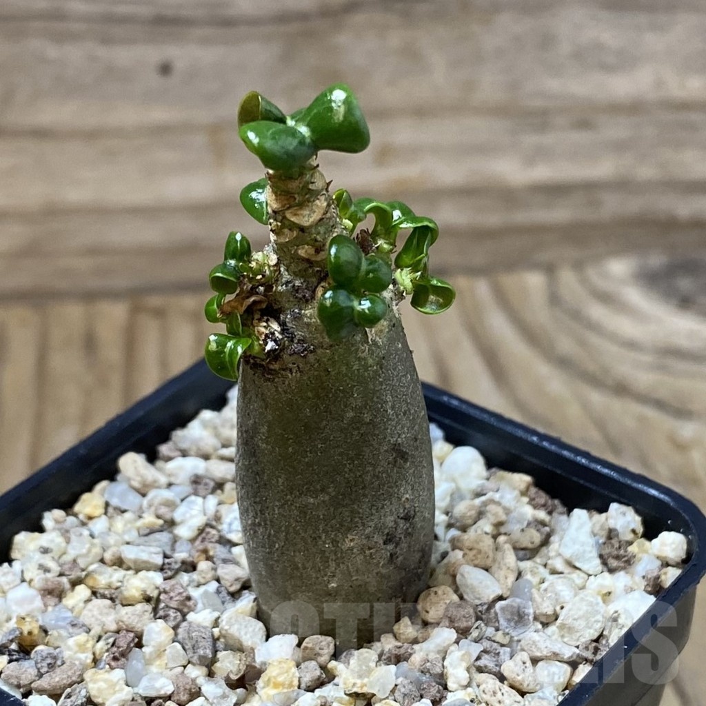 SH23203 Adenium arabicum DHA - Image 2