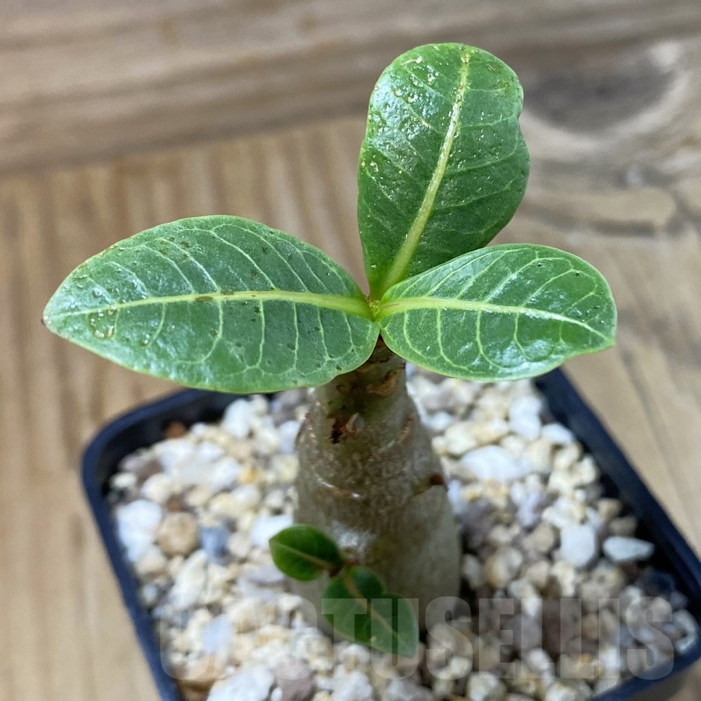 SH23206 Adenium arabicum ‘Black Body’